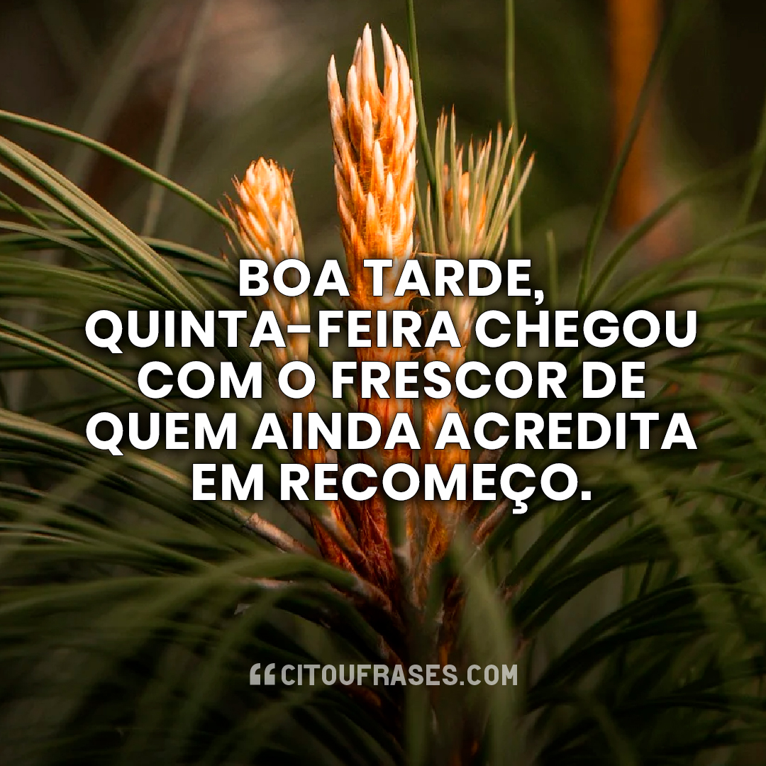 Boa Tarde Quinta-Feira: 90 Mensagens Maravilhosas